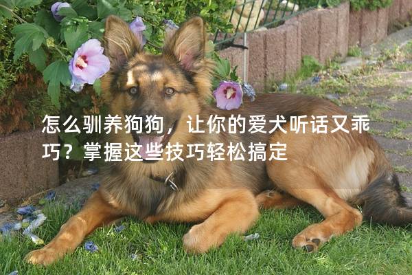 怎么驯养狗狗，让你的爱犬听话又乖巧？掌握这些技巧轻松搞定