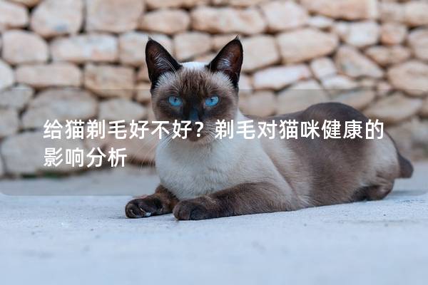 给猫剃毛好不好？剃毛对猫咪健康的影响分析