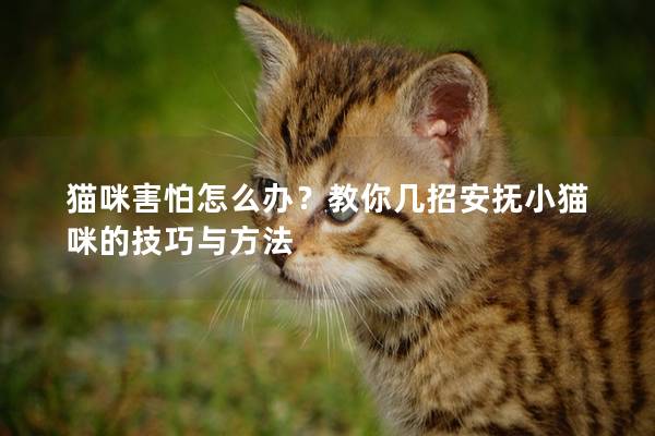 猫咪害怕怎么办？教你几招安抚小猫咪的技巧与方法