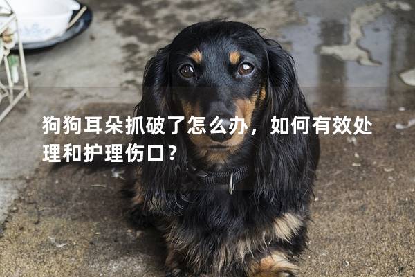 狗狗耳朵抓破了怎么办，如何有效处理和护理伤口？