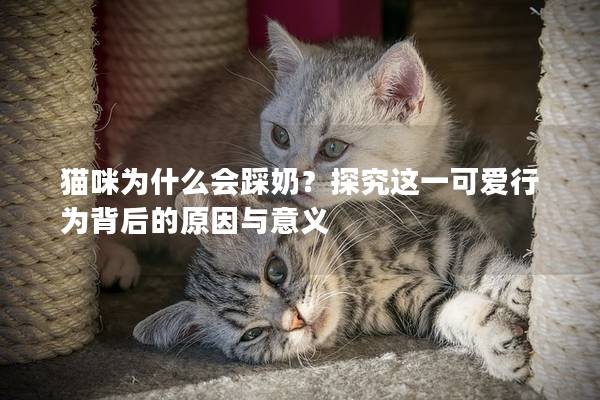 猫咪为什么会踩奶？探究这一可爱行为背后的原因与意义