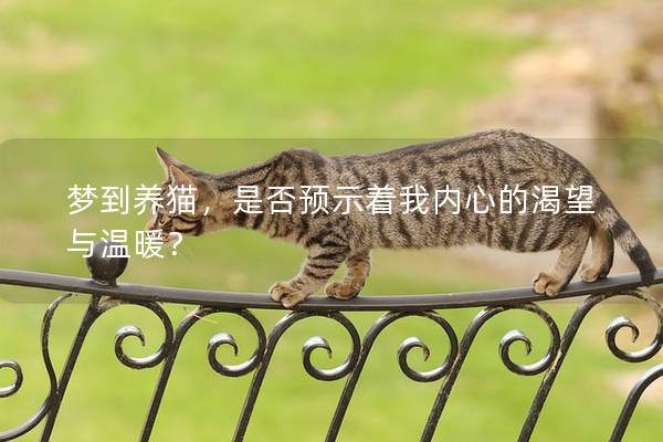 梦到养猫，是否预示着我内心的渴望与温暖？