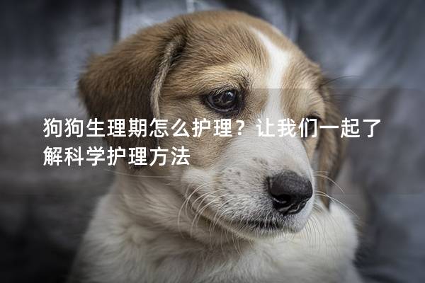 狗狗生理期怎么护理？让我们一起了解科学护理方法