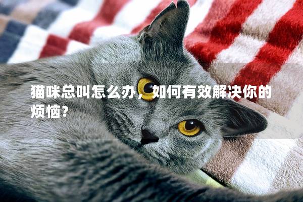 猫咪总叫怎么办，如何有效解决你的烦恼？