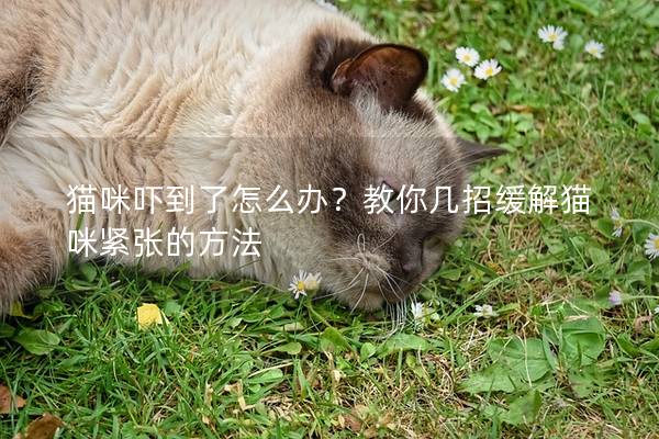 猫咪吓到了怎么办？教你几招缓解猫咪紧张的方法