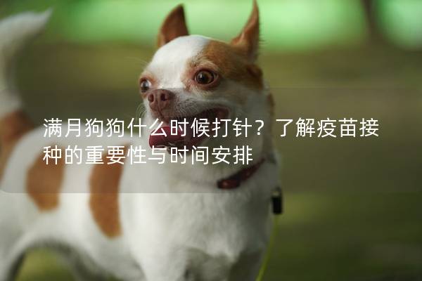 满月狗狗什么时候打针？了解疫苗接种的重要性与时间安排