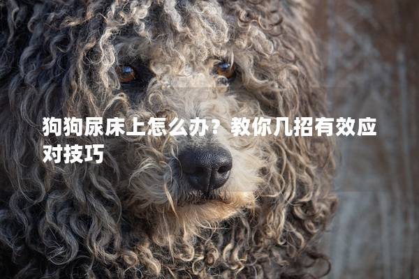 狗狗尿床上怎么办？教你几招有效应对技巧