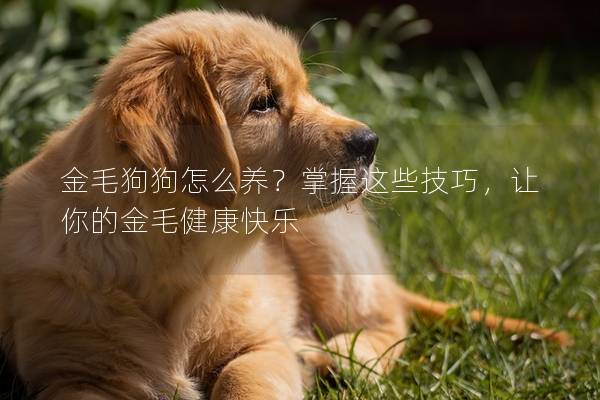 金毛狗狗怎么养？掌握这些技巧，让你的金毛健康快乐