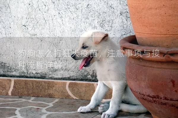 狗狗怎么打狂犬疫苗，注意事项与接种流程详解