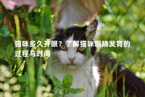 猫咪多久开眼？了解猫咪眼睛发育的过程与时间