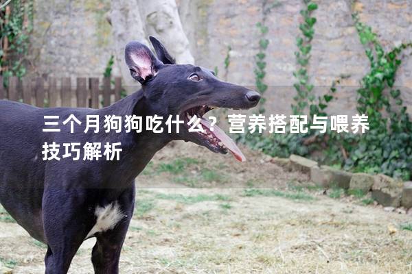 三个月狗狗吃什么？营养搭配与喂养技巧解析