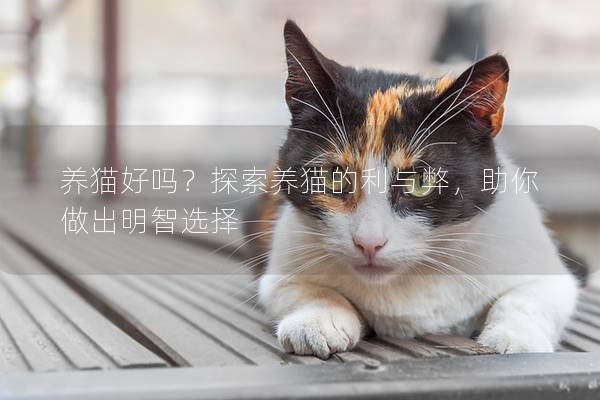 养猫好吗？探索养猫的利与弊，助你做出明智选择