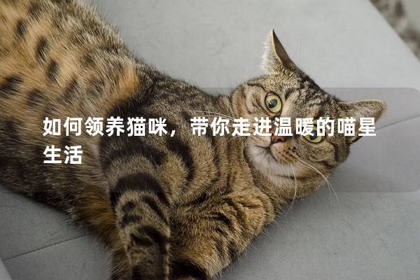 如何领养猫咪，带你走进温暖的喵星生活