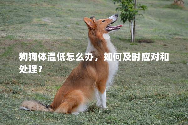 狗狗体温低怎么办，如何及时应对和处理？