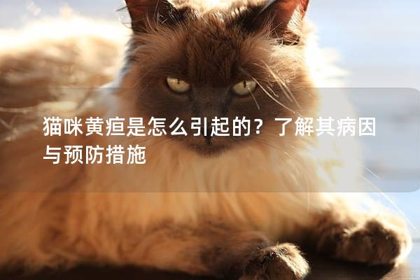 猫咪黄疸是怎么引起的？了解其病因与预防措施