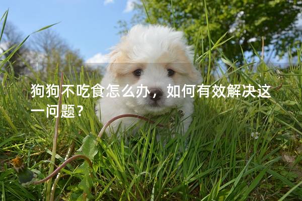 狗狗不吃食怎么办，如何有效解决这一问题？