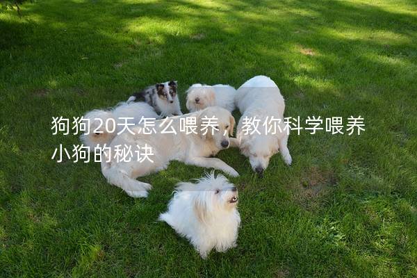 狗狗20天怎么喂养，教你科学喂养小狗的秘诀