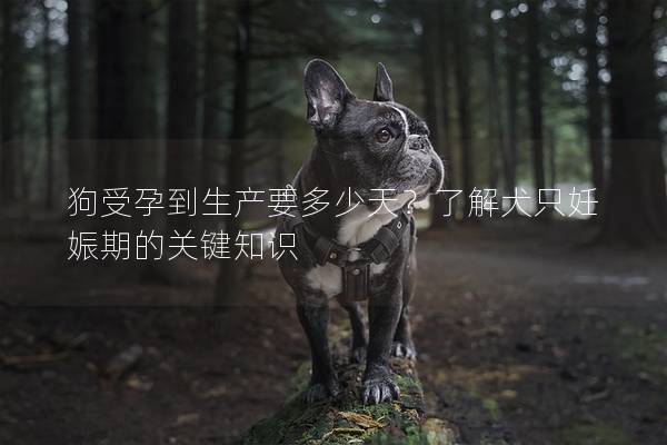 狗受孕到生产要多少天？了解犬只妊娠期的关键知识