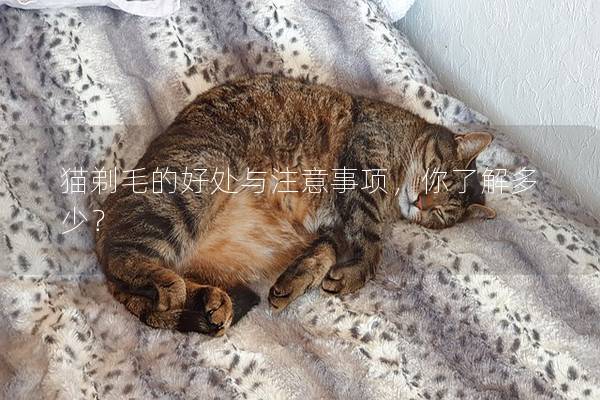 猫剃毛的好处与注意事项，你了解多少？