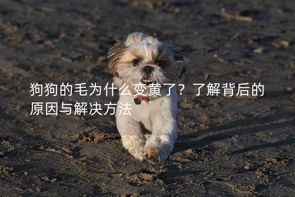 狗狗的毛为什么变黄了？了解背后的原因与解决方法