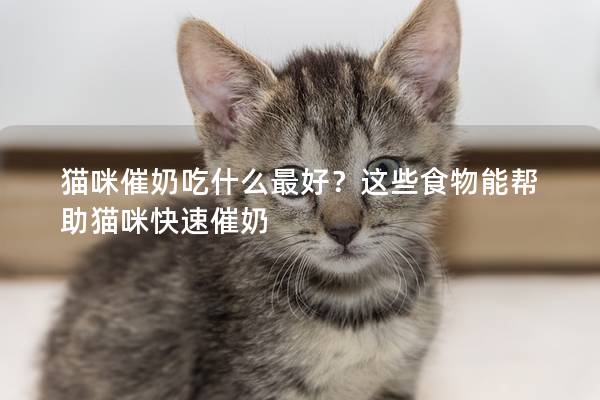 猫咪催奶吃什么最好？这些食物能帮助猫咪快速催奶