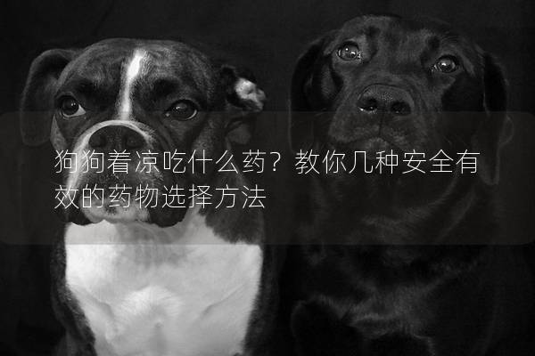 狗狗着凉吃什么药？教你几种安全有效的药物选择方法