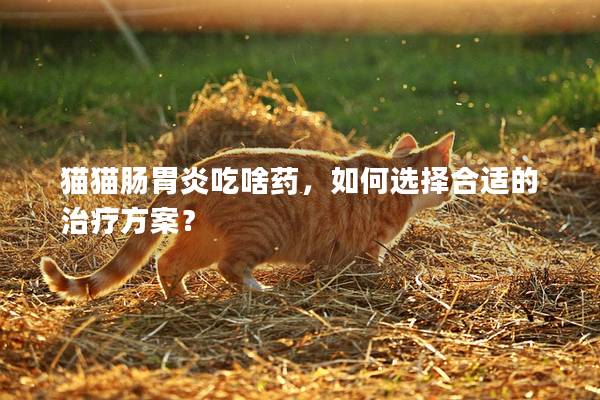 猫猫肠胃炎吃啥药，如何选择合适的治疗方案？