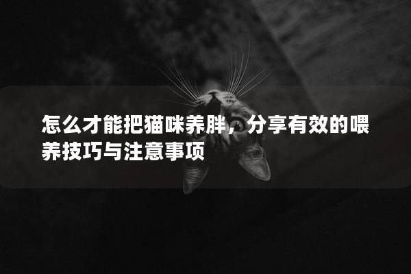 怎么才能把猫咪养胖，分享有效的喂养技巧与注意事项