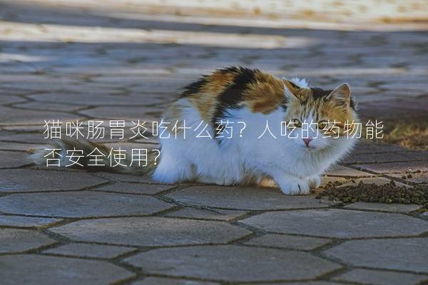 猫咪肠胃炎吃什么药？人吃的药物能否安全使用？