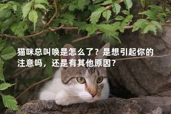 猫咪总叫唤是怎么了？是想引起你的注意吗，还是有其他原因？