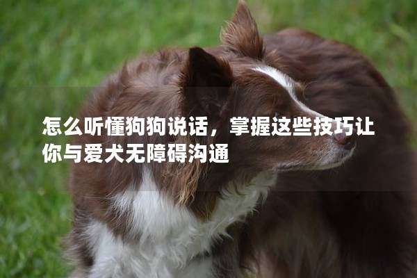 怎么听懂狗狗说话，掌握这些技巧让你与爱犬无障碍沟通