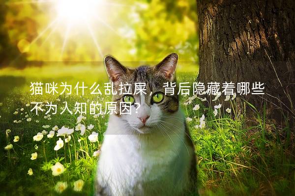 猫咪为什么乱拉屎，背后隐藏着哪些不为人知的原因？