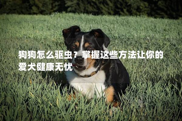 狗狗怎么驱虫？掌握这些方法让你的爱犬健康无忧