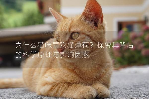 为什么猫咪喜欢猫薄荷？探究其背后的科学原理与影响因素