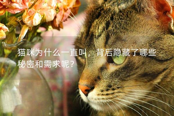 猫咪为什么一直叫，背后隐藏了哪些秘密和需求呢？