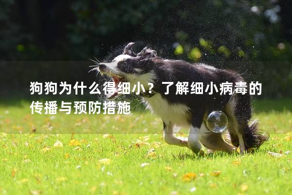 狗狗为什么得细小？了解细小病毒的传播与预防措施