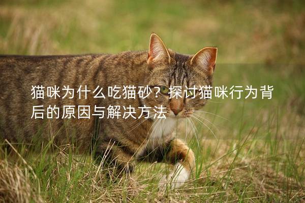 猫咪为什么吃猫砂？探讨猫咪行为背后的原因与解决方法