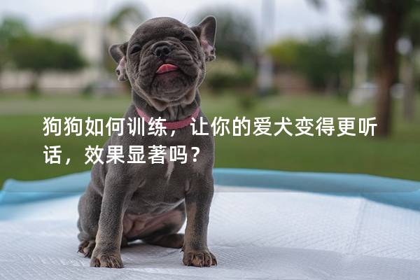 狗狗如何训练，让你的爱犬变得更听话，效果显著吗？