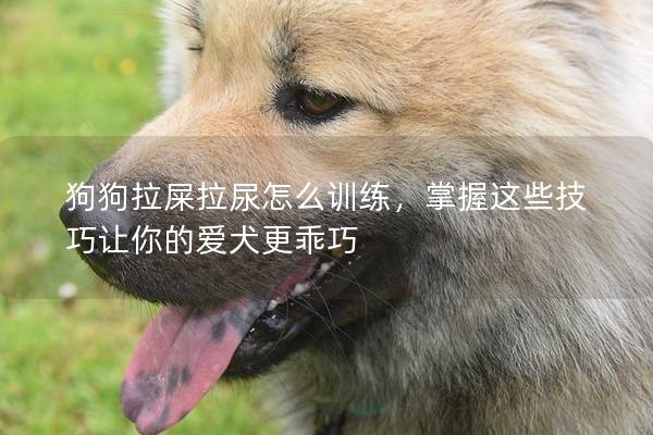 狗狗拉屎拉尿怎么训练，掌握这些技巧让你的爱犬更乖巧