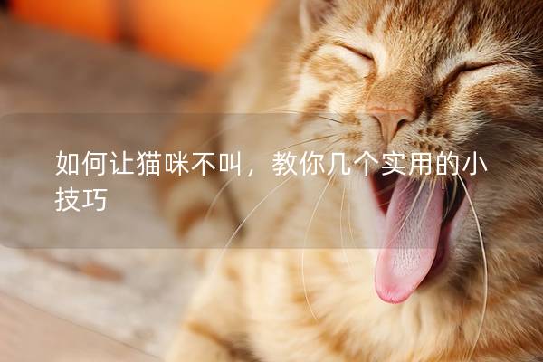 如何让猫咪不叫，教你几个实用的小技巧