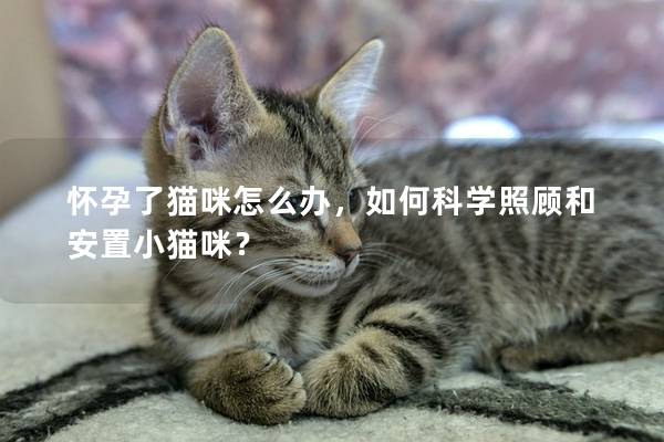 怀孕了猫咪怎么办，如何科学照顾和安置小猫咪？