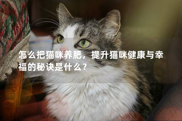 怎么把猫咪养肥，提升猫咪健康与幸福的秘诀是什么？