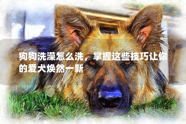 狗狗洗澡怎么洗，掌握这些技巧让你的爱犬焕然一新