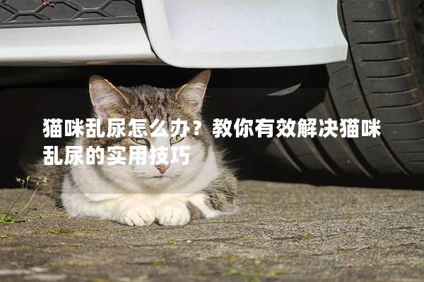 猫咪乱尿怎么办？教你有效解决猫咪乱尿的实用技巧