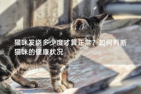 猫咪发烧多少度才算正常？如何判断猫咪的健康状况