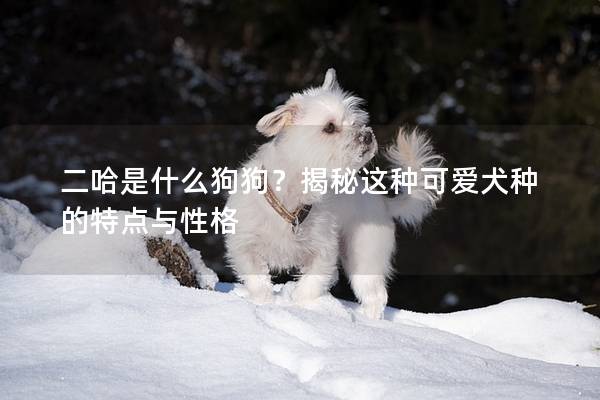 二哈是什么狗狗？揭秘这种可爱犬种的特点与性格