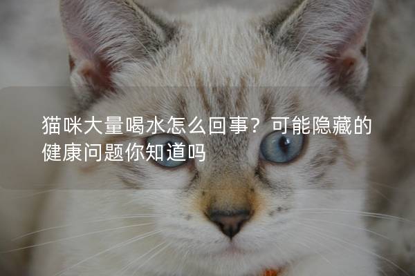 猫咪大量喝水怎么回事？可能隐藏的健康问题你知道吗