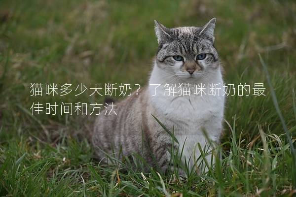 猫咪多少天断奶？了解猫咪断奶的最佳时间和方法