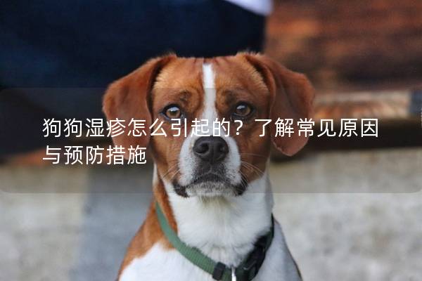 狗狗湿疹怎么引起的？了解常见原因与预防措施