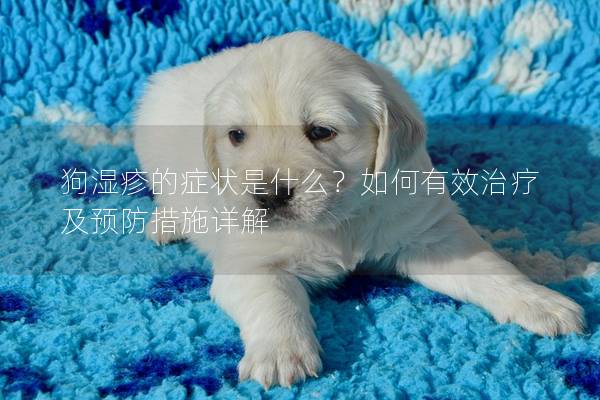 狗湿疹的症状是什么？如何有效治疗及预防措施详解